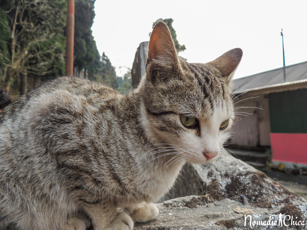 Darjeeling India-7939