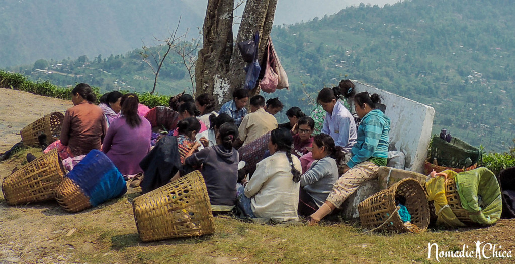 Darjeeling India-8465