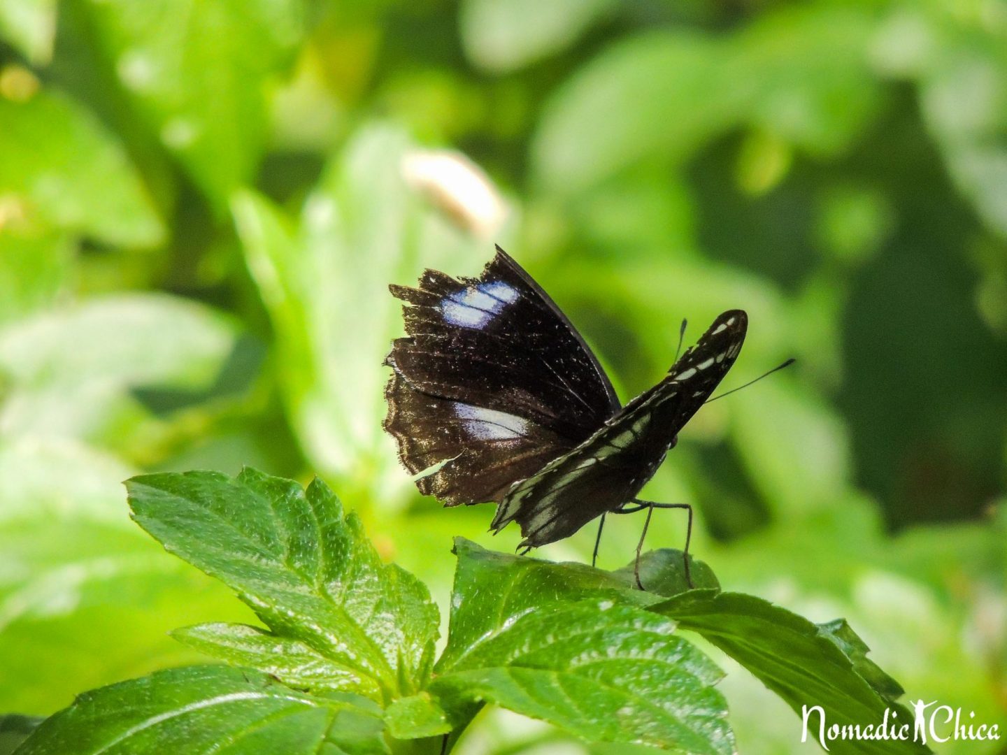 Visiting the Butterfly Garden and Insectarium in Bangkok
