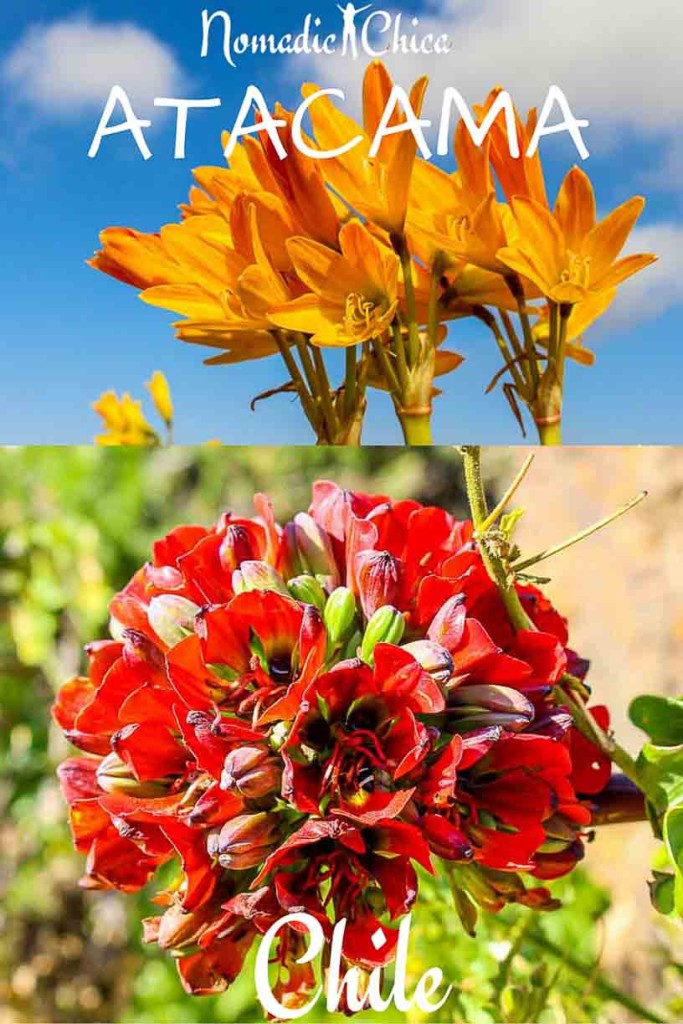 Flowering Desert Atacama Chile