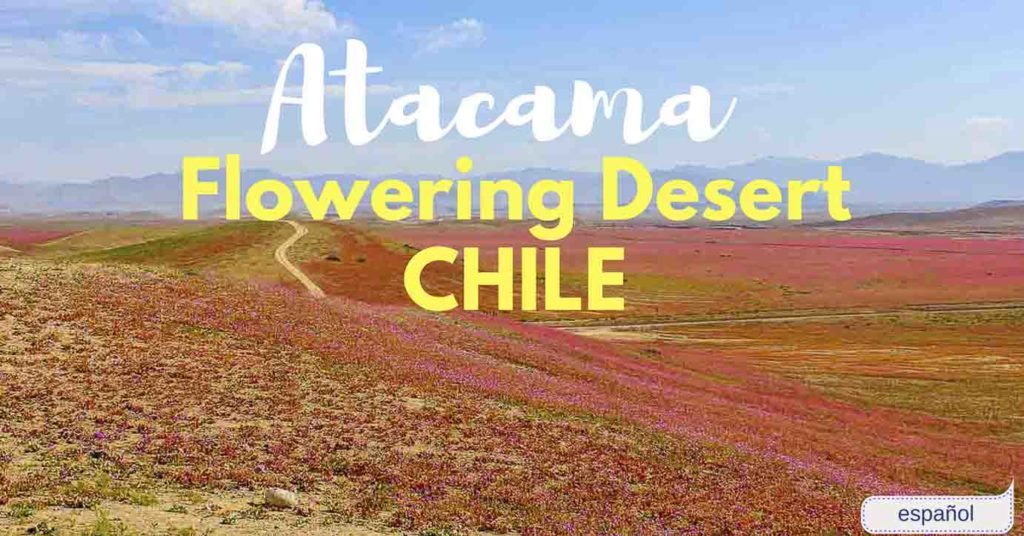 Flowering Desert Noth Chile Atacama La Serena
