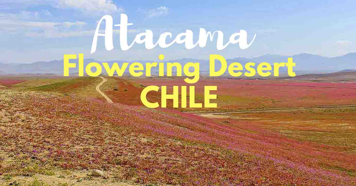 Flowering Desert in Atacama, Chile