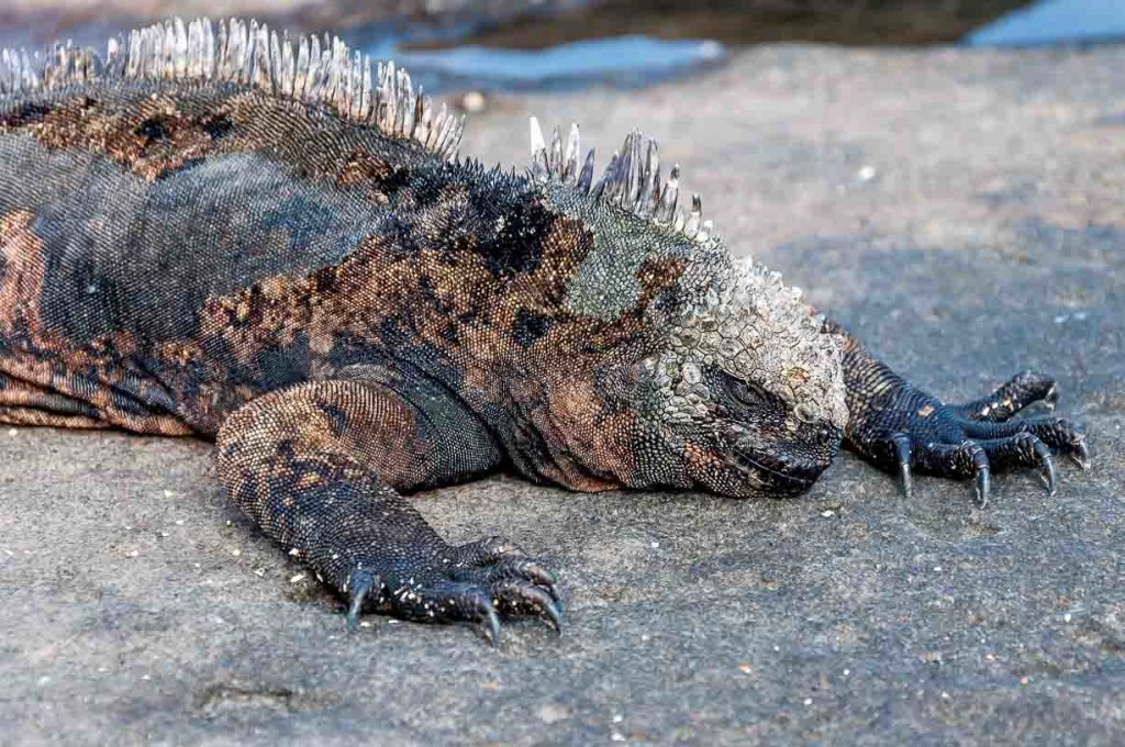 11 Santiago-Island-Galapagos-marine-iguana