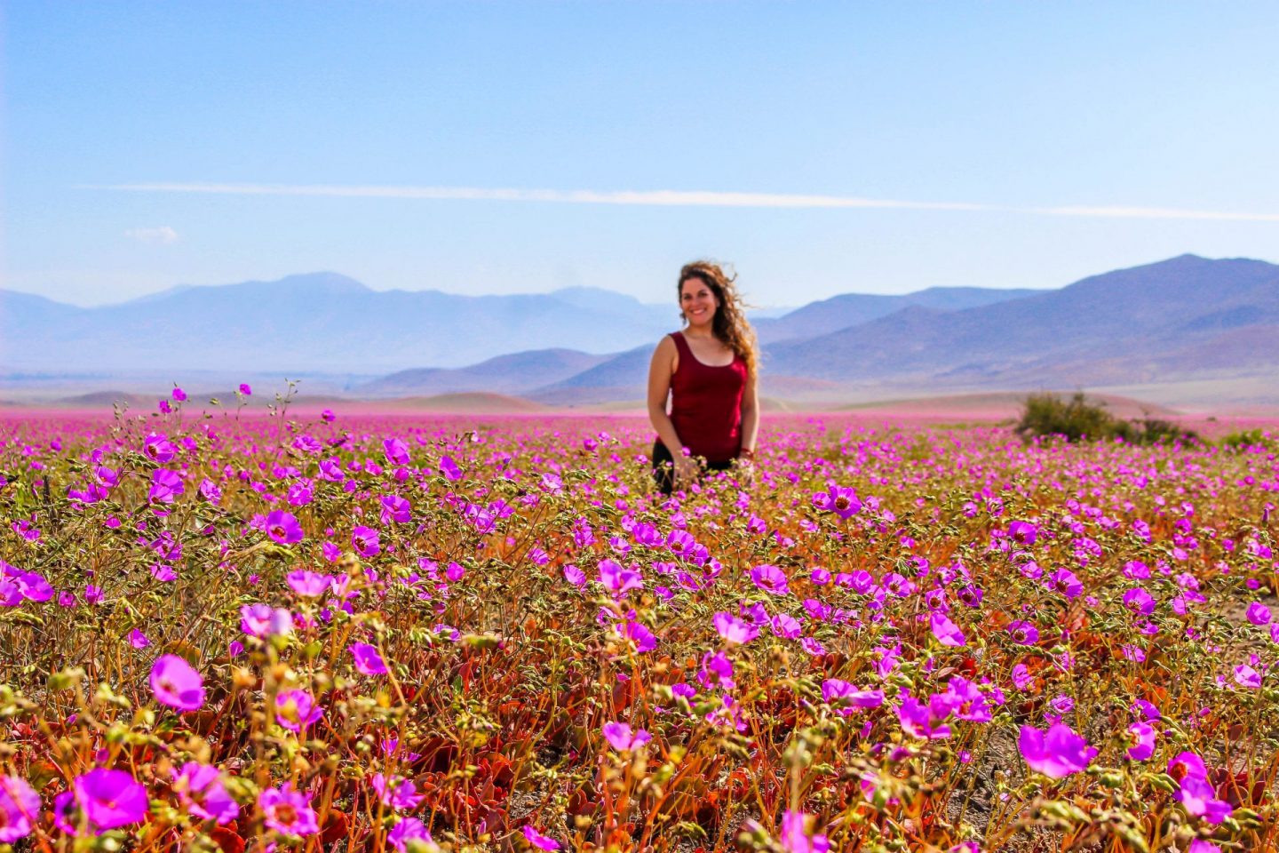 Flowering desert chile