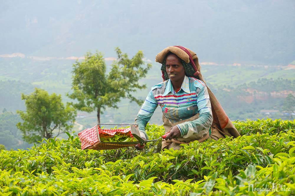 Visiting a tea plantation in Munnar India