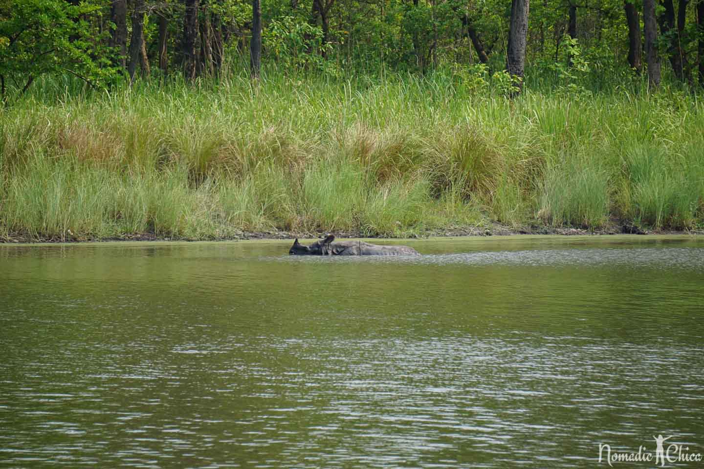 Rhino unicorn Chitwan National Park Nepal