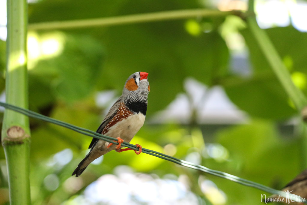 Butterfly Garden Mainau Island. Lake Constance-Bodensee Visiting thee countries in one Day: Germany, Austria, and Switzerland. #TravelPlanning #EuropeTrip #Germany #LakeConstance #Bodensee