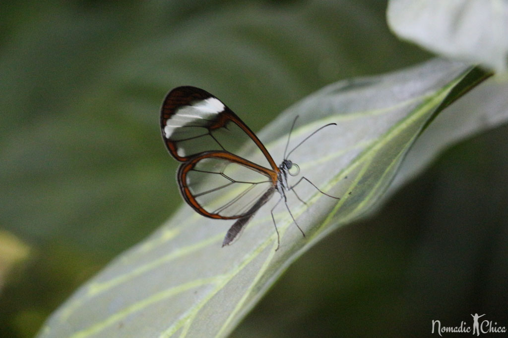 Butterfly Garden Mainau Island. Lake Constance-Bodensee Visiting thee countries in one Day: Germany, Austria, and Switzerland. #TravelPlanning #EuropeTrip #Germany #LakeConstance #Bodensee