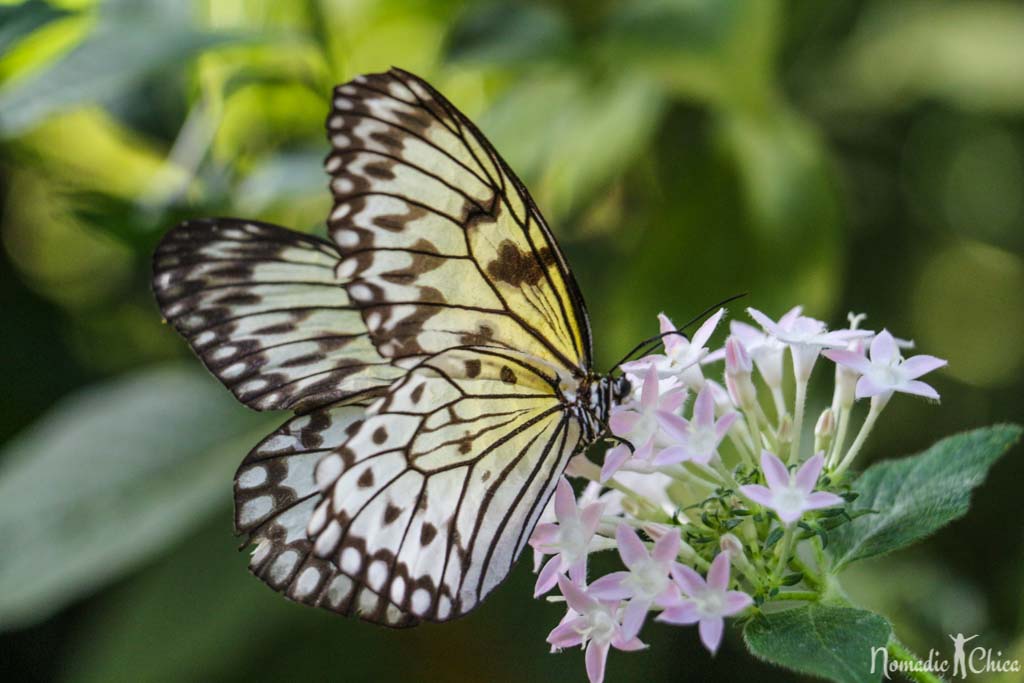 Butterfly Garden Mainau Island. Lake Constance-Bodensee Visiting thee countries in one Day: Germany, Austria, and Switzerland. #TravelPlanning #EuropeTrip #Germany #LakeConstance #Bodensee