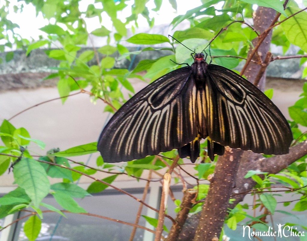 chatuchak butterfly-145242