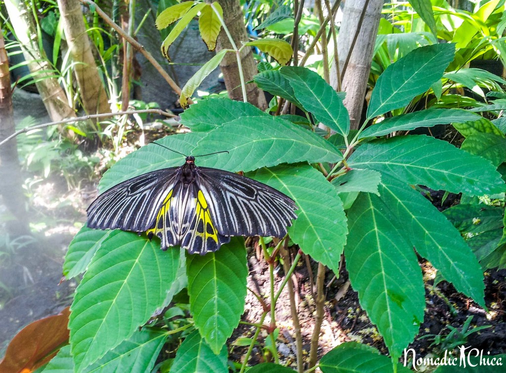 chatuchak butterfly