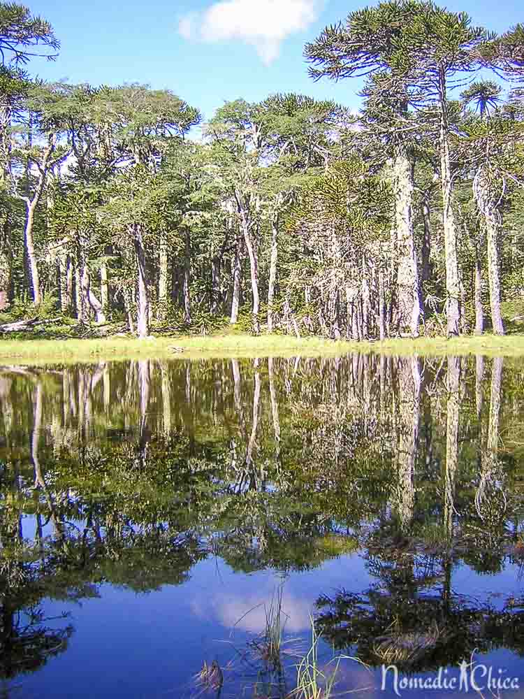 parque huerquehue chile