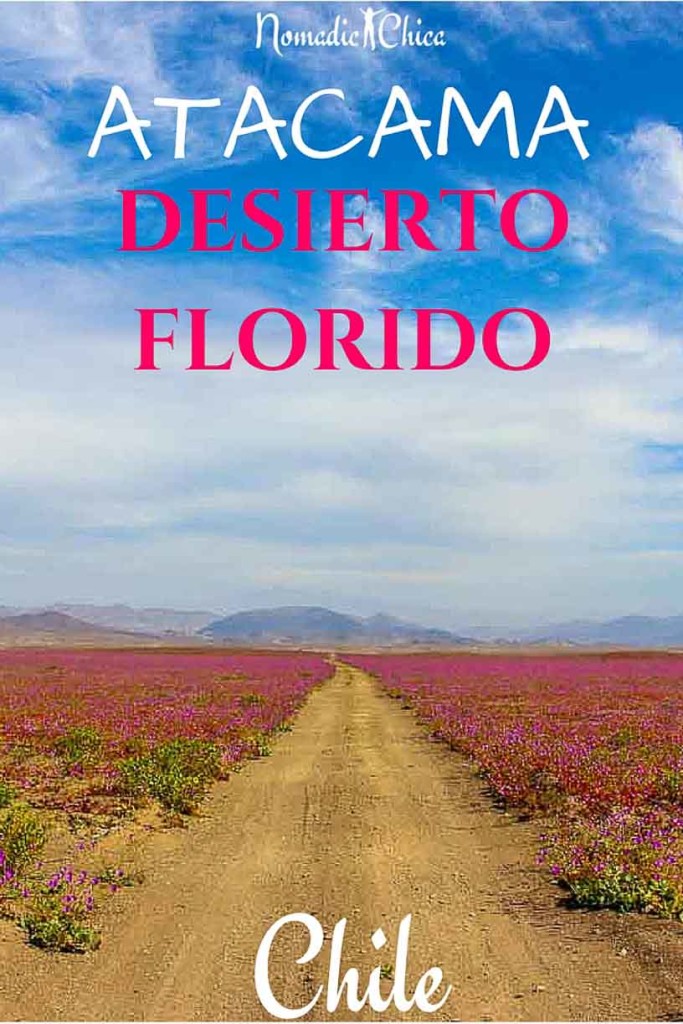 Atacama Chile Desierto Florido