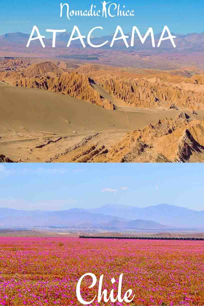 Desierto Florido Atacama Chile