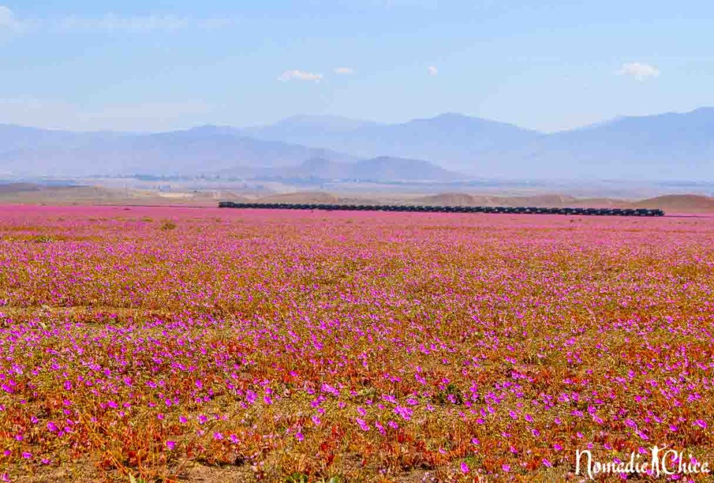 Desierto Florido Atacama Chile