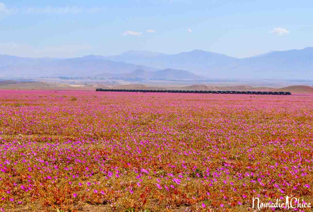 Desierto Florido 2017 Atacama Chile