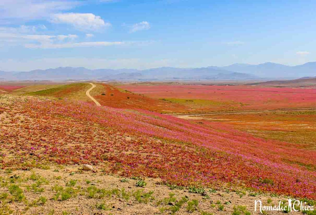 Flowering Desert  Desierto Florido Atacama Chile