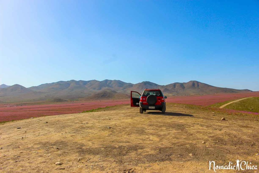 Desierto Florido Atacama Chile