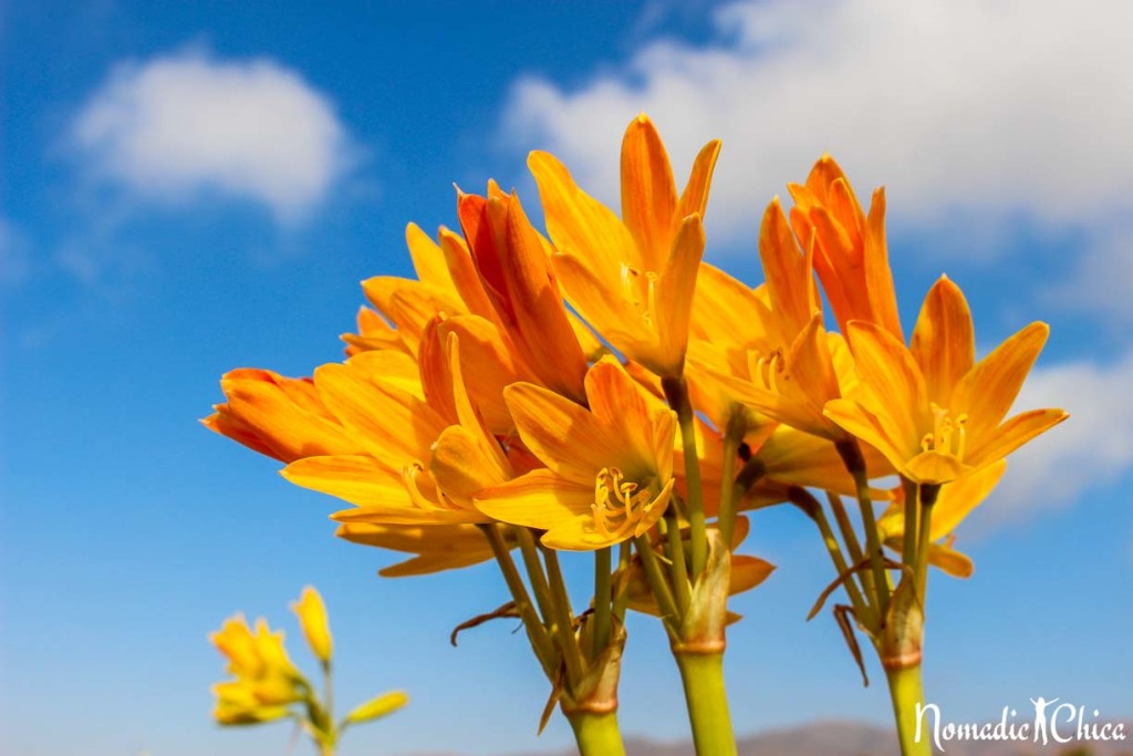 Desierto Florido Atacama Chile