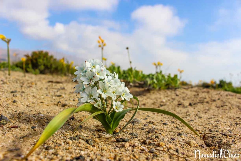 Flowering Desert  Desierto Florido Atacama Chile