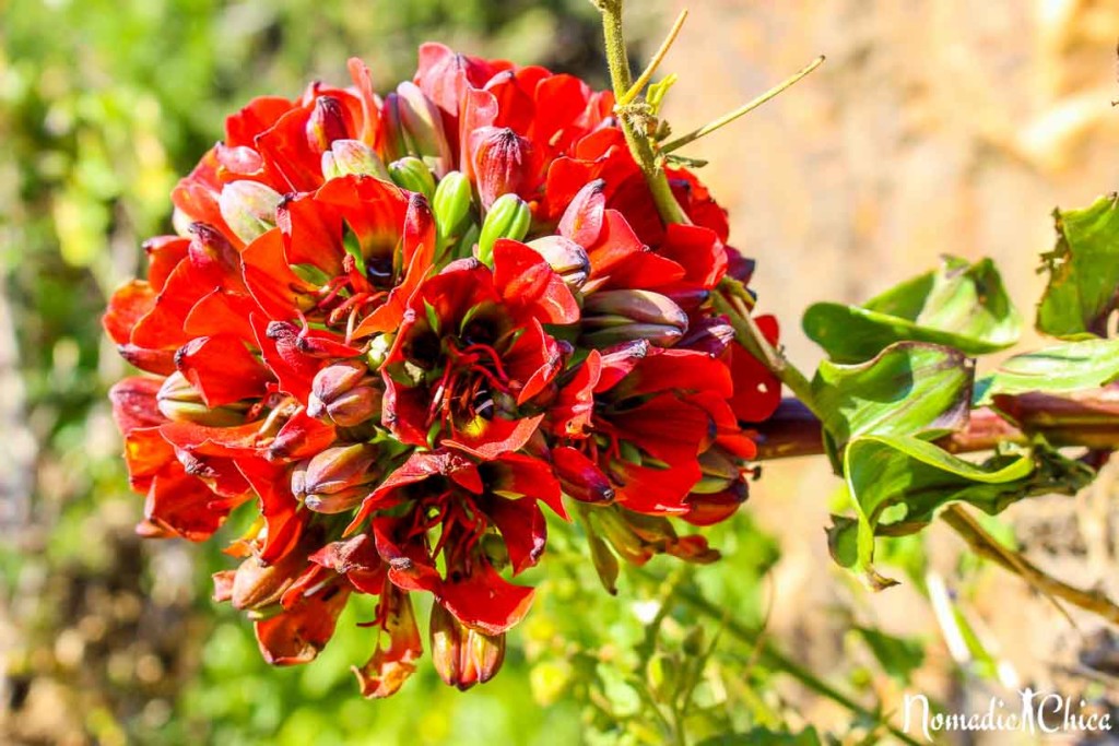 Desierto Florido Atacama Chile