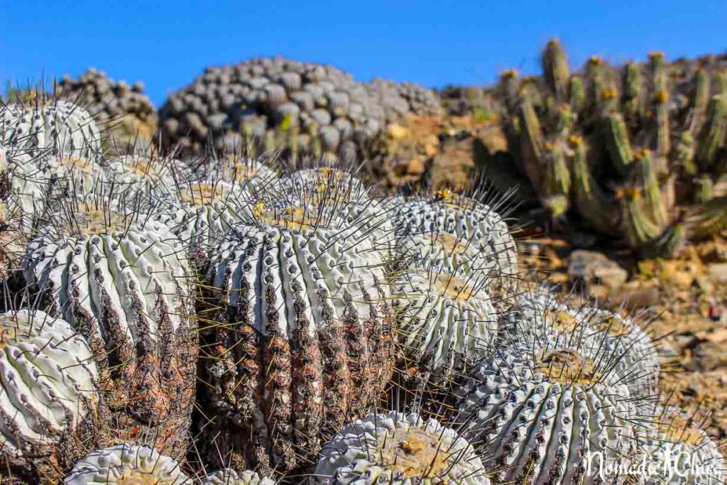 Parque llanod de Challe Chile Atacama