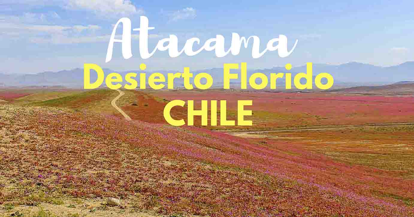 Visitando el Desierto Florido y la magia de Atacama