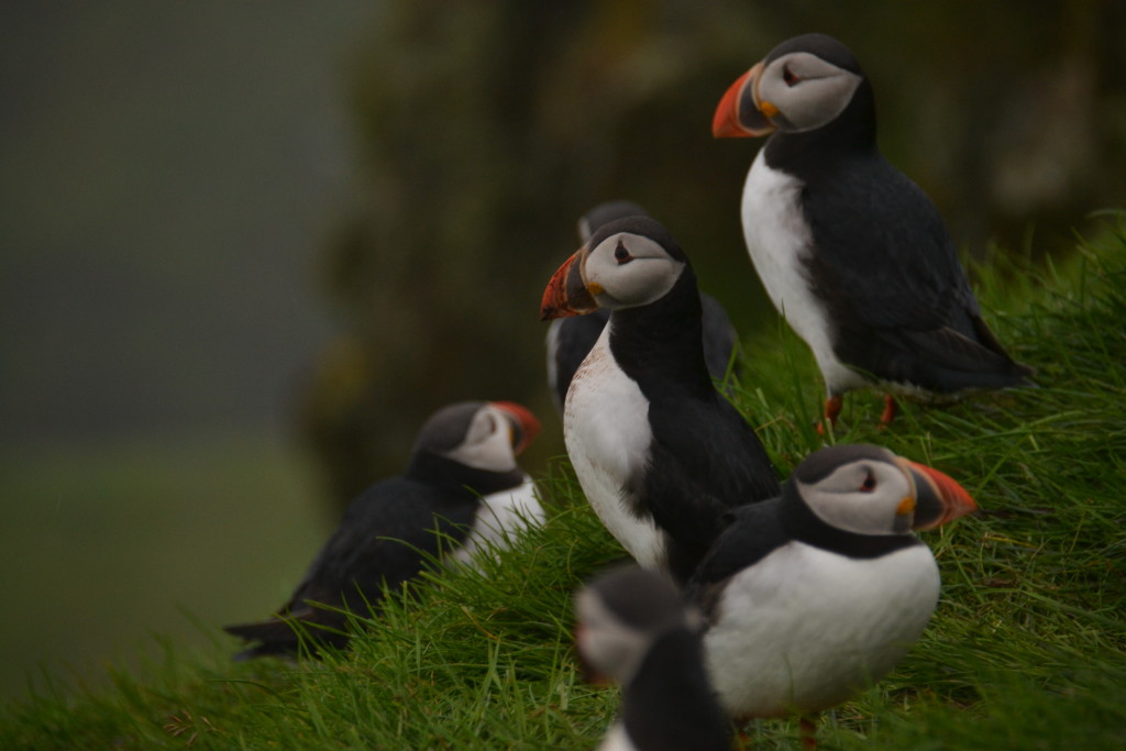 34 faroe island