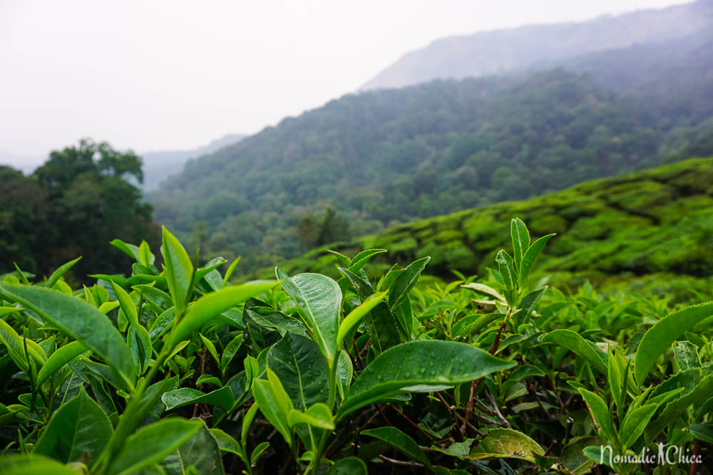 Plantacion Té en Munnar India