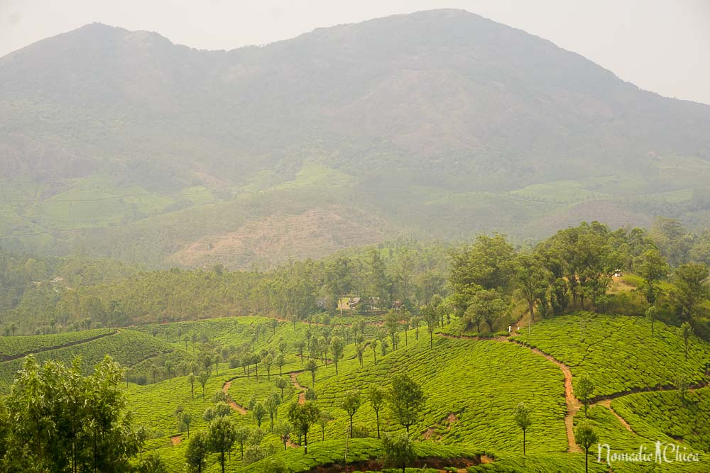 Plantacion Té en Munnar India