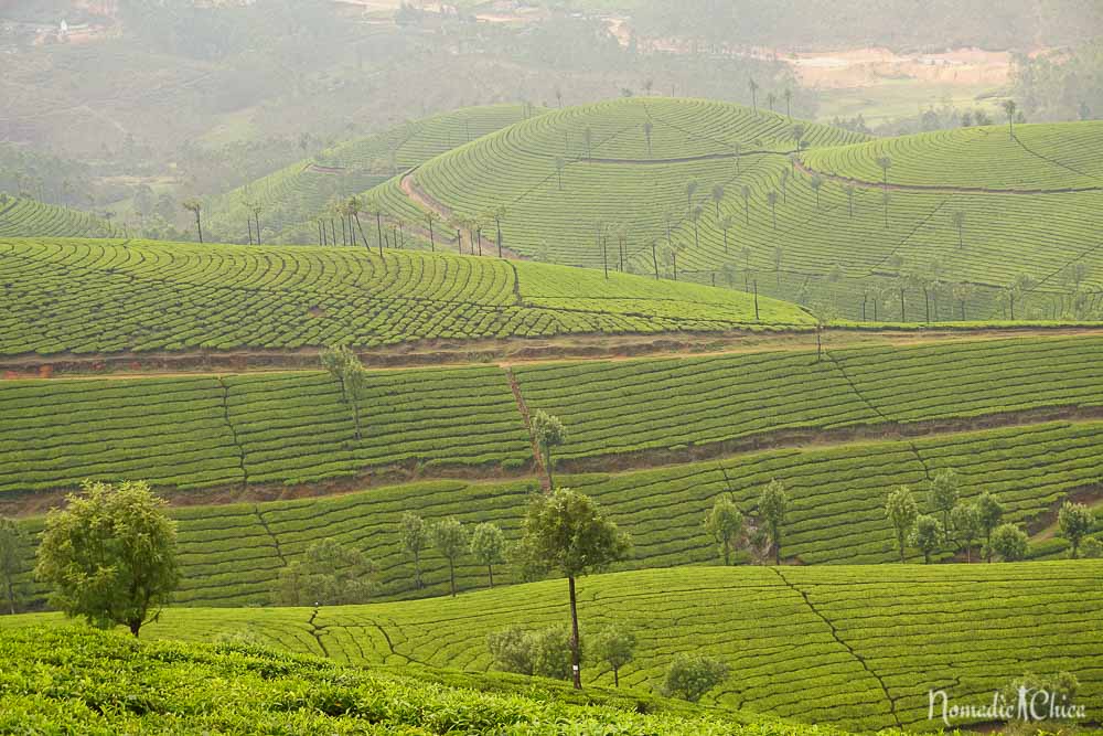 Plantacion de té en Munnar India