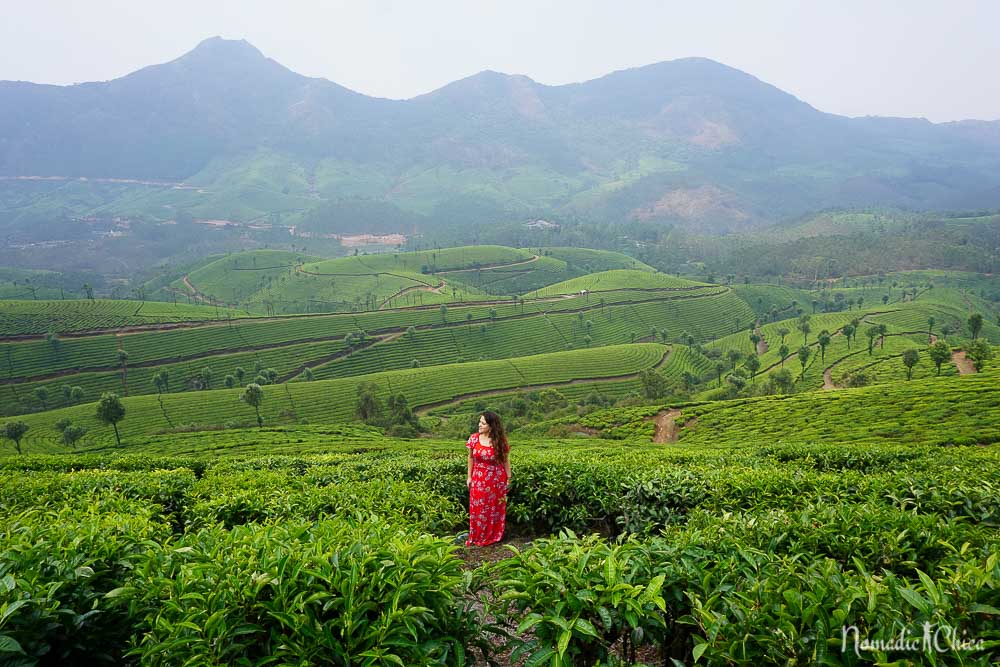 Plantacion Té en Munnar India