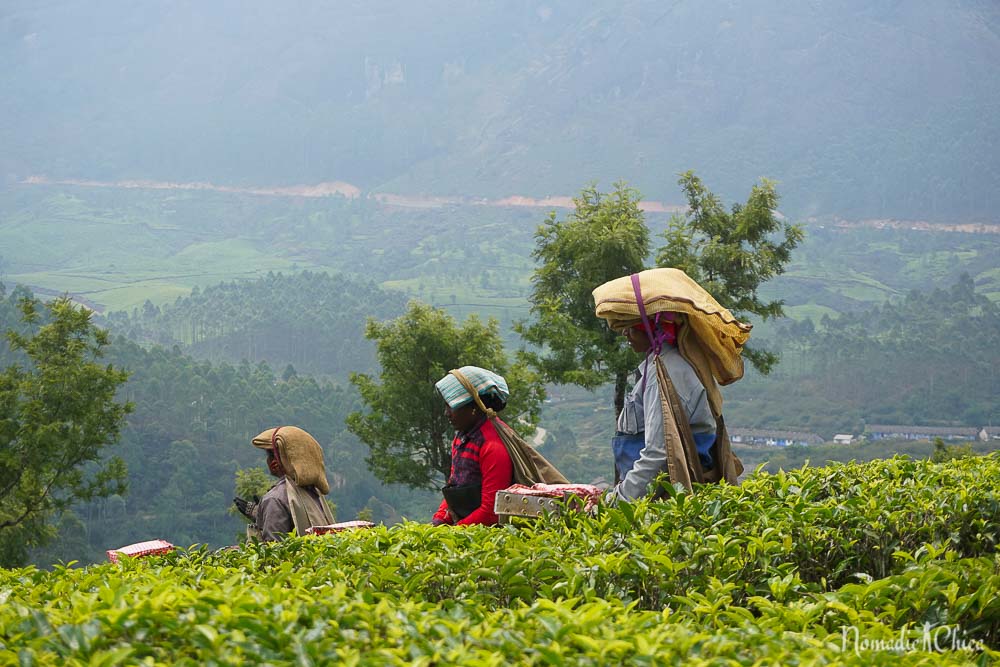 Plantacion Té en Munnar India