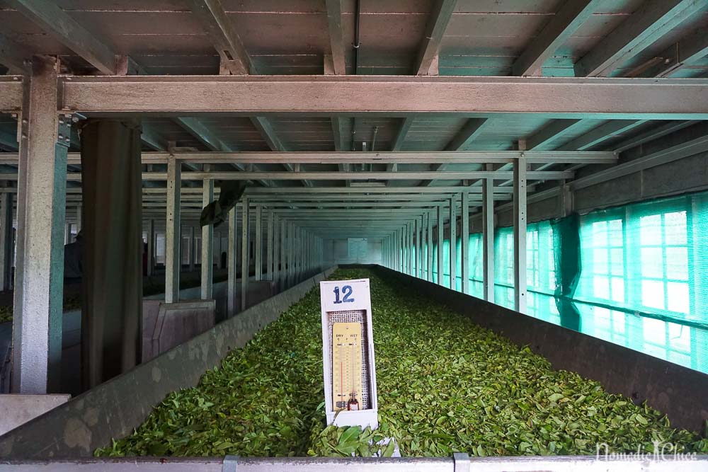 Plantacion Té en Munnar India