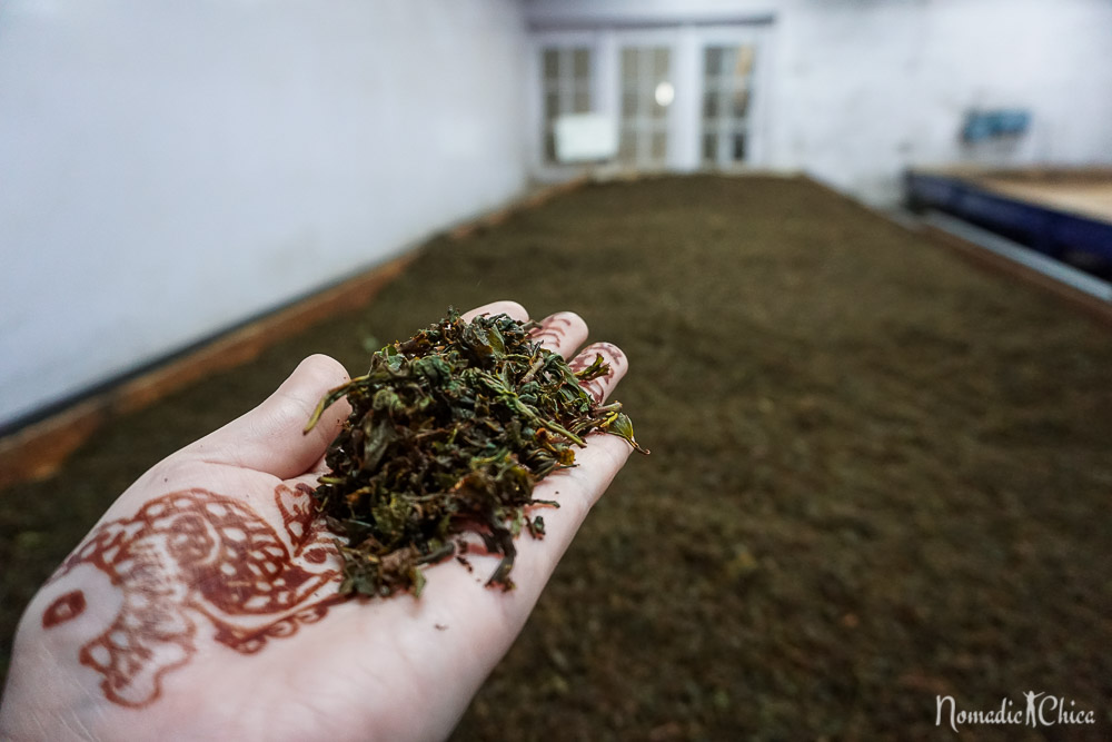 Plantacion Té en Munnar India